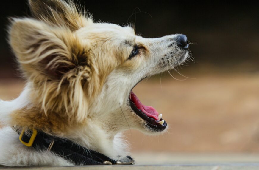 a dog yawns while sitting on the ground