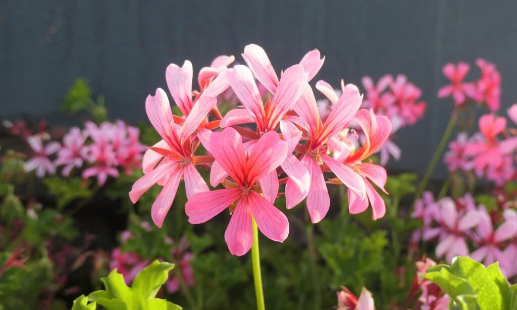 a bunch of pink flowers in a garden