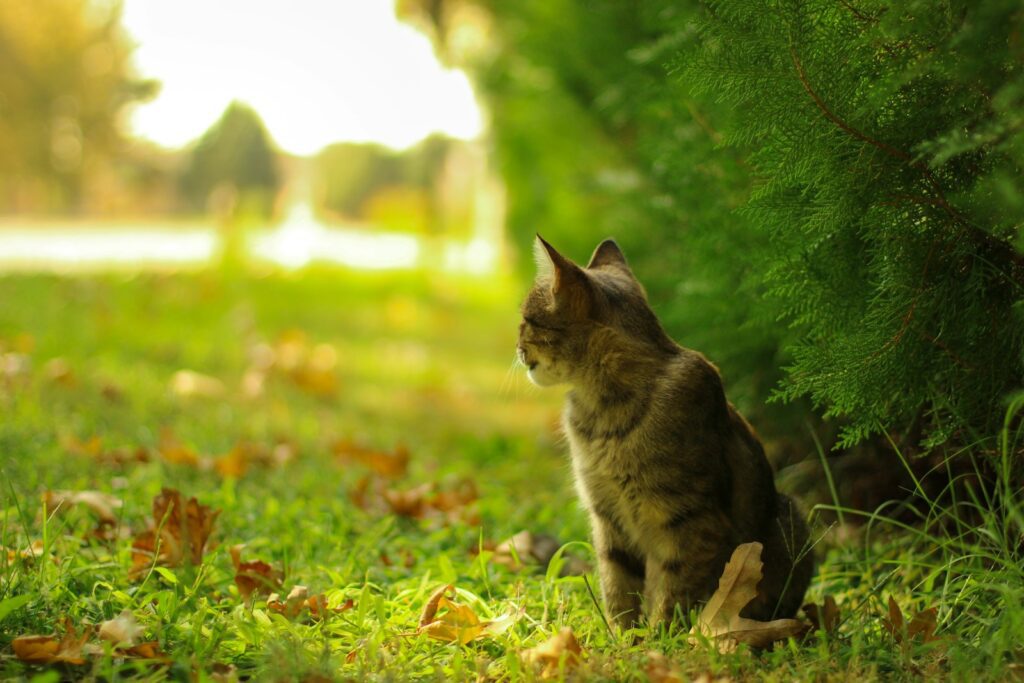 a cat sitting in the grass
