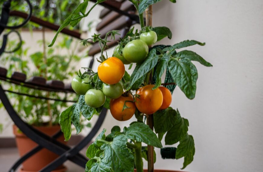 Cherry tomato plant thriving in a terracotta pot on a sunlit balcony, an example of container vegetable gardening for renters