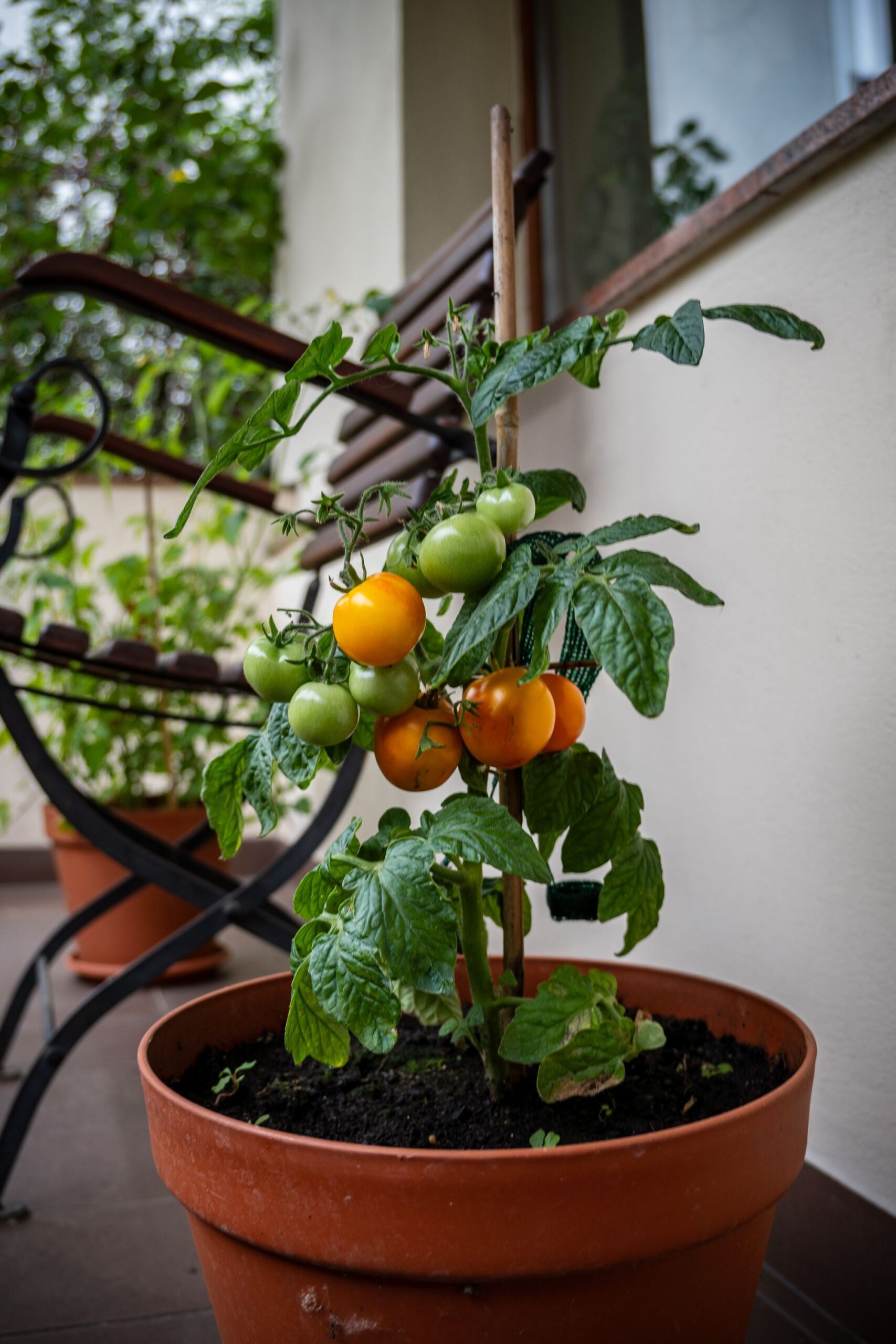 Cherry tomato plant thriving in a terracotta pot on a sunlit balcony, an example of container vegetable gardening for renters