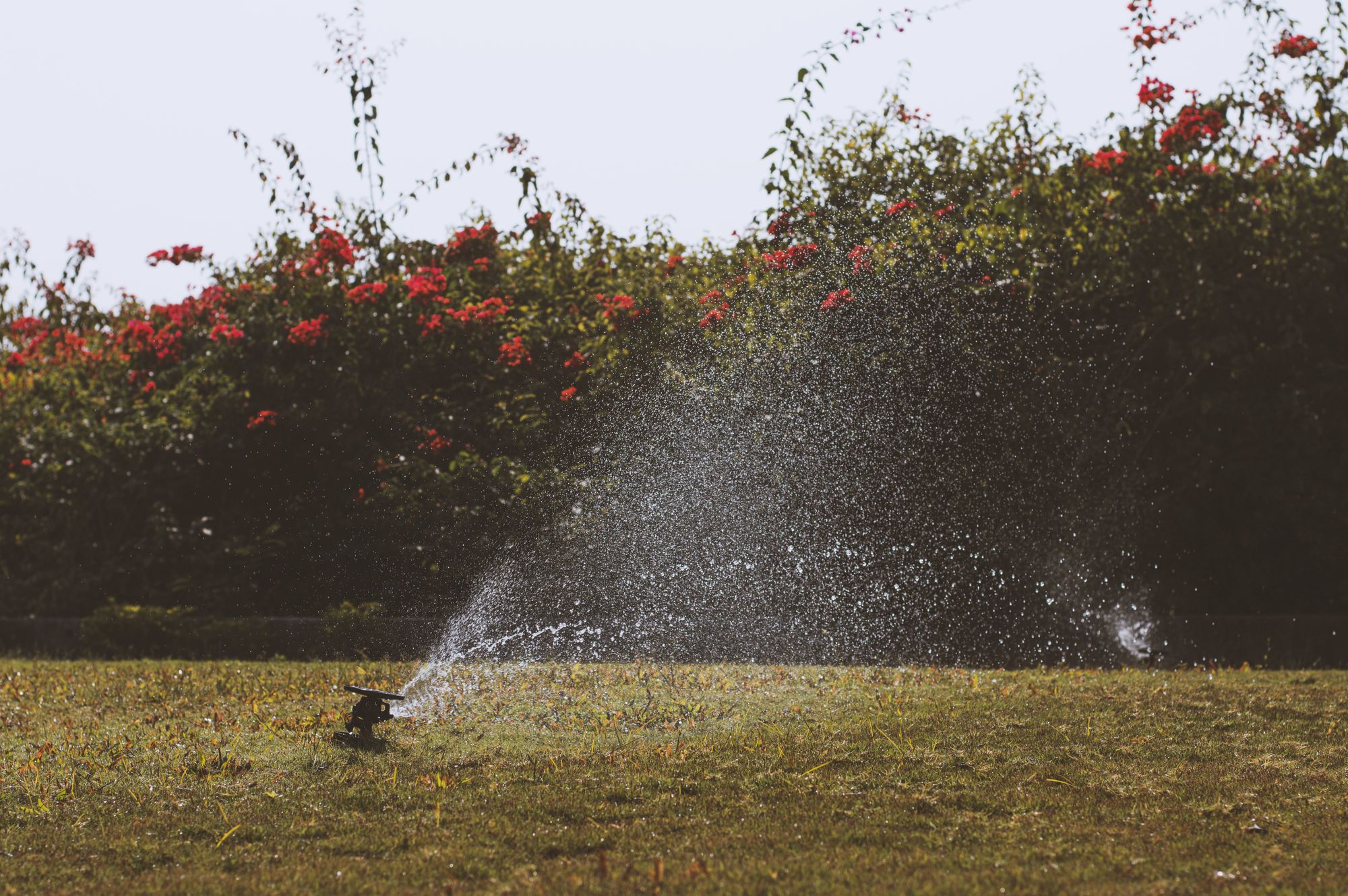 Water sprinkler irrigating a lush green lawn and garden under a summer sky