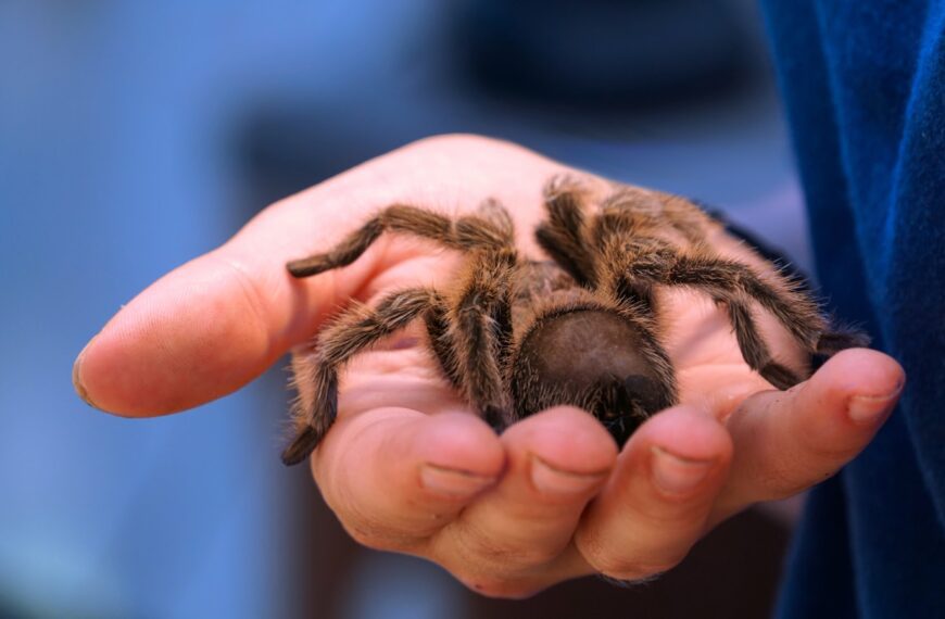 brown tarantula
