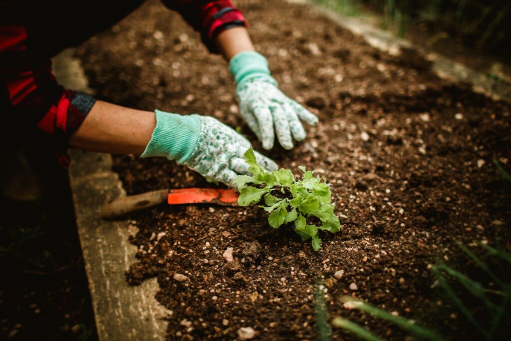A gardener wearing gloves plants a seedling in soil, showcasing outdoor gardening.