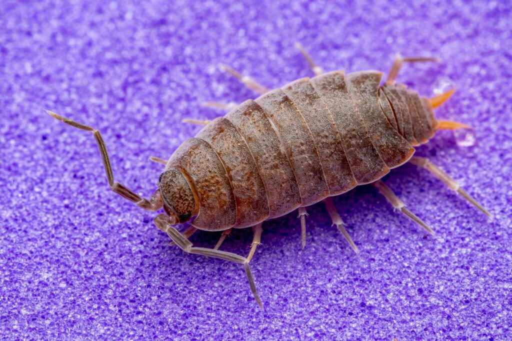 Detailed macro shot of a woodlouse on a vibrant purple surface highlighting its texture and features.