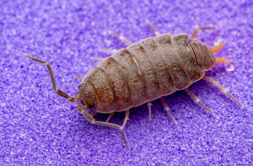 Detailed macro shot of a woodlouse on a vibrant purple surface highlighting its texture and features.