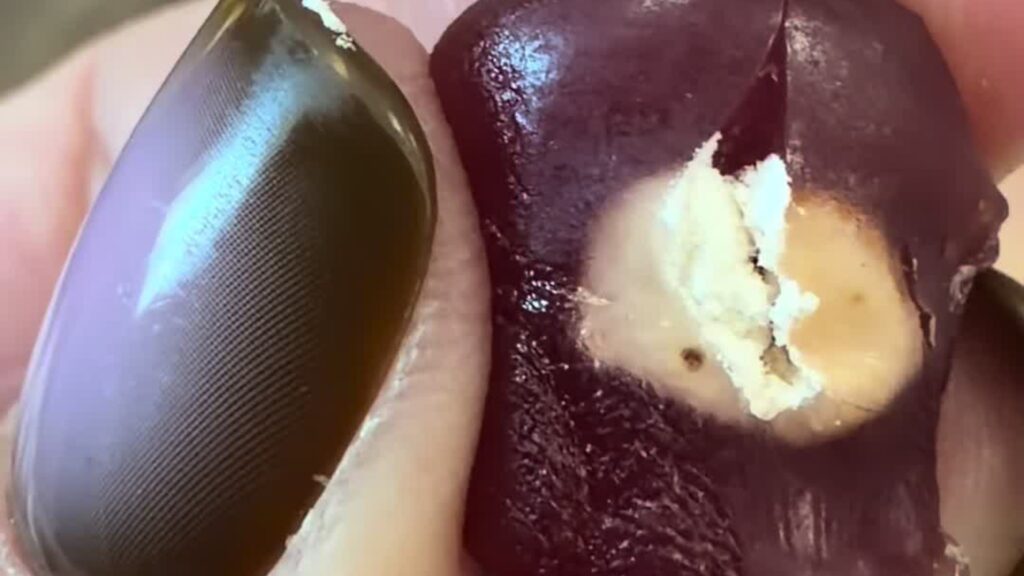 Close-up of fingers holding a dark red Mott's fruit snack gummy with a pale, unidentified object embedded inside it, from the @3feralgremlins TikTok