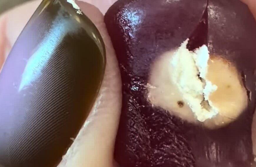 Close-up of fingers holding a dark red Mott's fruit snack gummy with a pale, unidentified object embedded inside it, from the @3feralgremlins TikTok