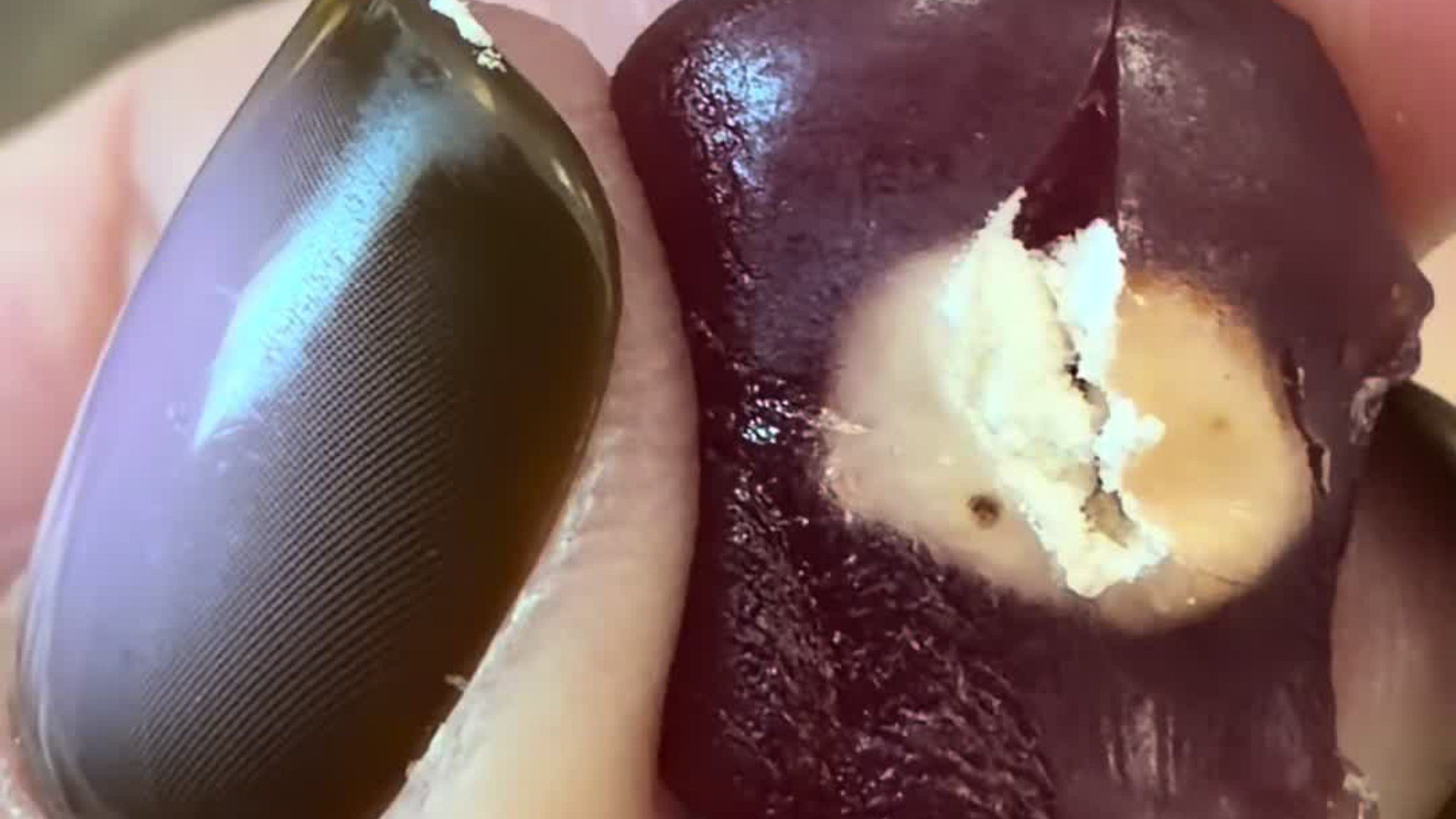Close-up of fingers holding a dark red Mott's fruit snack gummy with a pale, unidentified object embedded inside it, from the @3feralgremlins TikTok