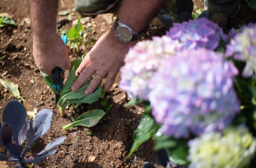 Close-up of a gardener trimming plants with pruning shears in a colorful garden.