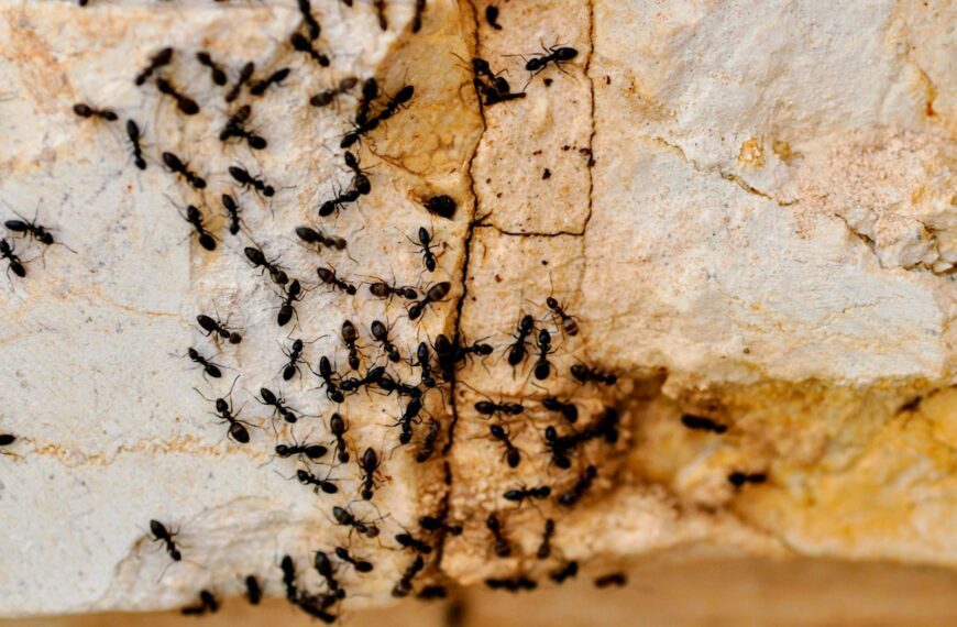 a group of black bugs crawling on a rock