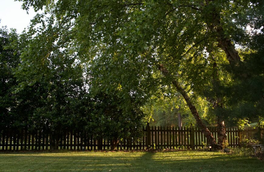green grass field with trees