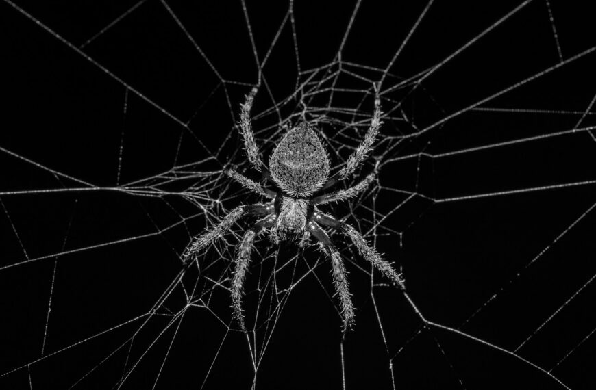 grayscale photography of spider