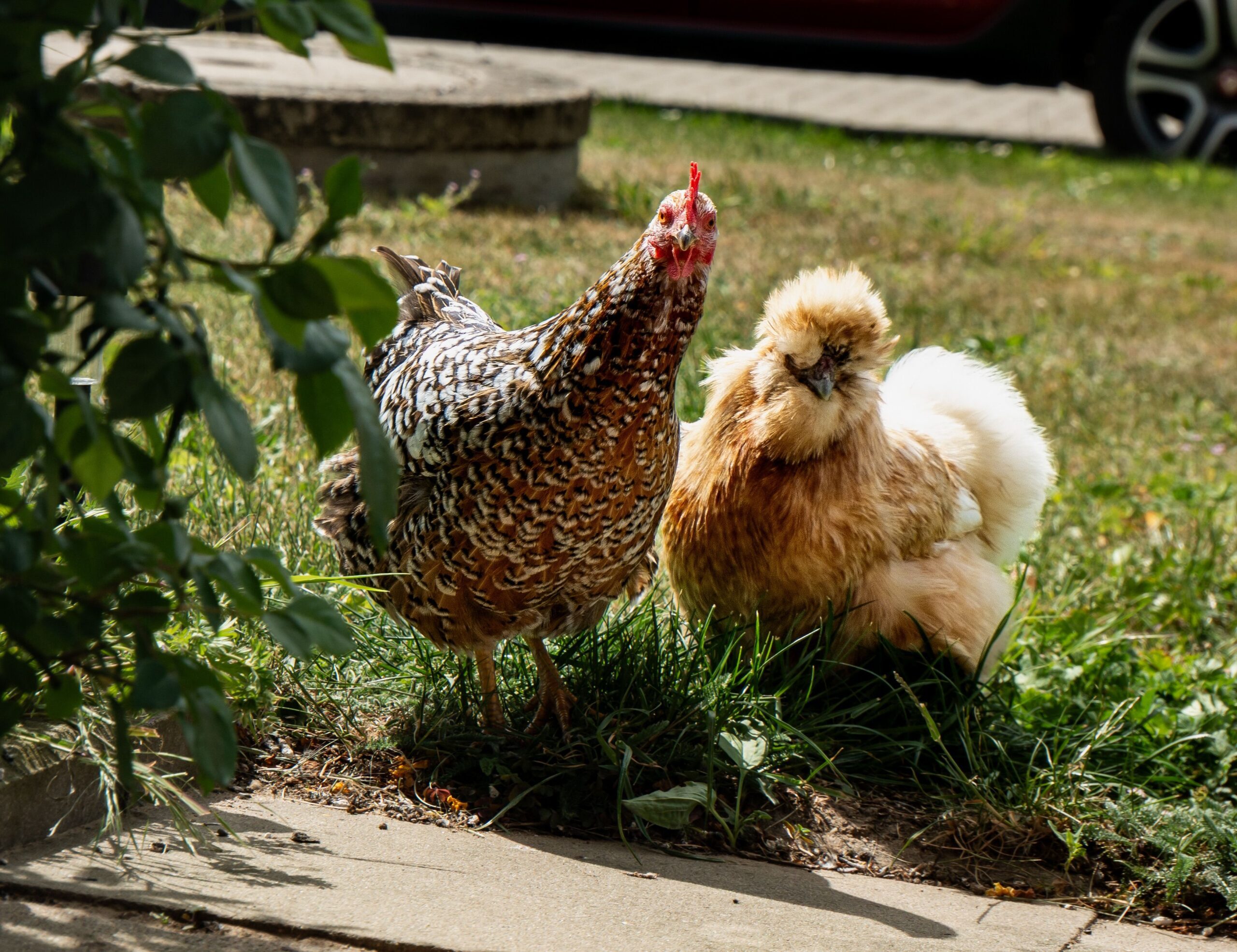 Two backyard chickens standing on grass in a sunlit garden near a coop