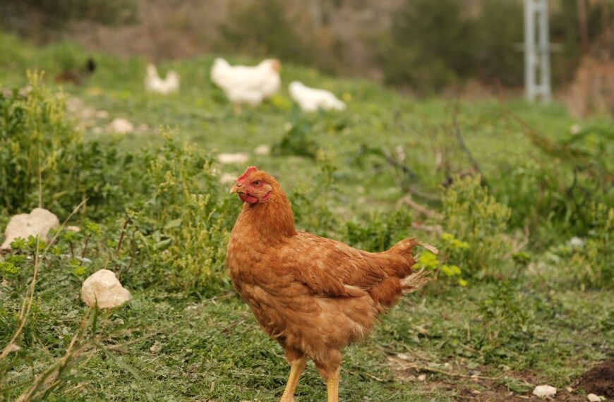 A brown backyard hen foraging in a sunlit green pasture with other chickens in the background