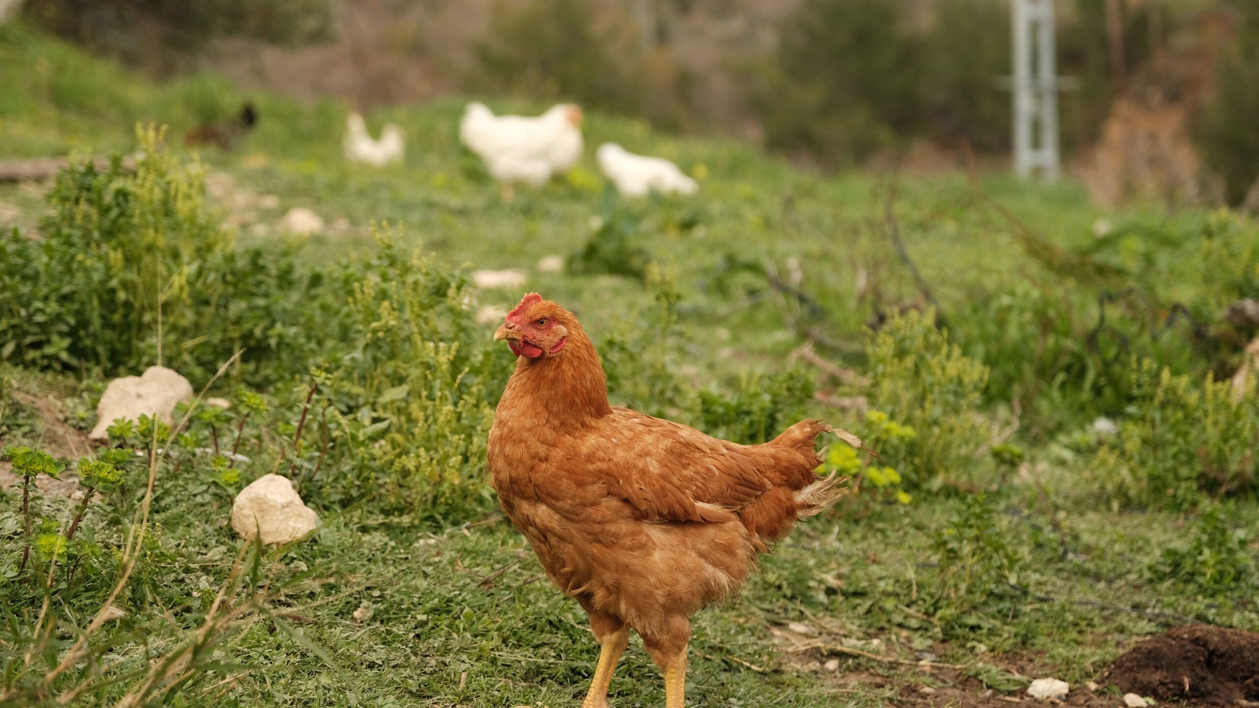 A brown backyard hen foraging in a sunlit green pasture with other chickens in the background