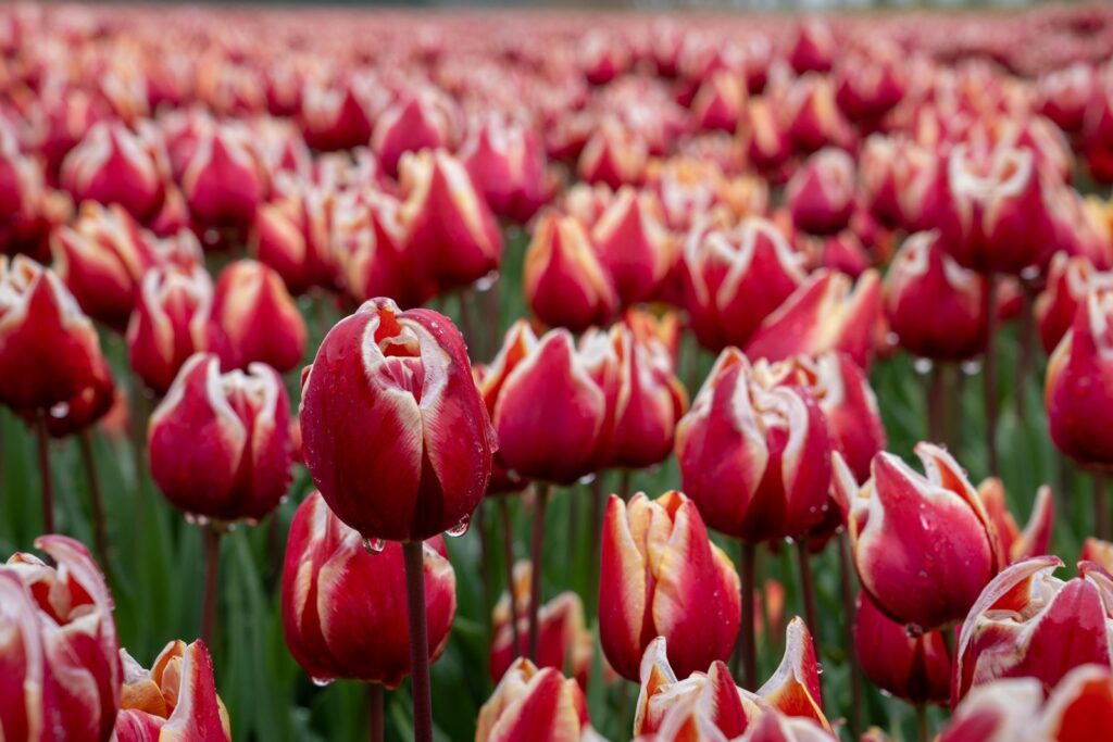 Red and white tulips bloom in a field