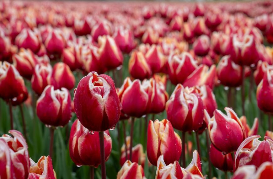 Red and white tulips bloom in a field