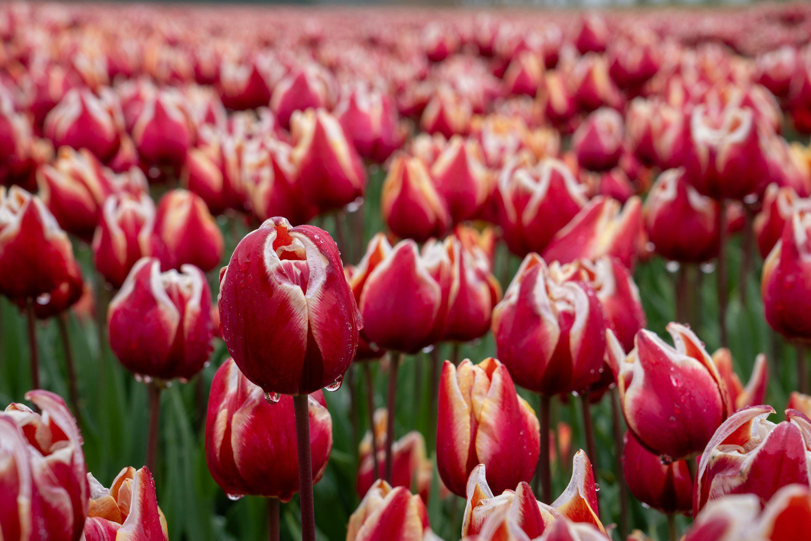 Red and white tulips bloom in a field