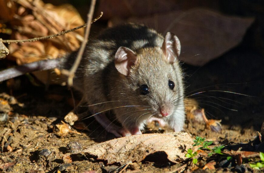 brown rodent on brown dried leaves