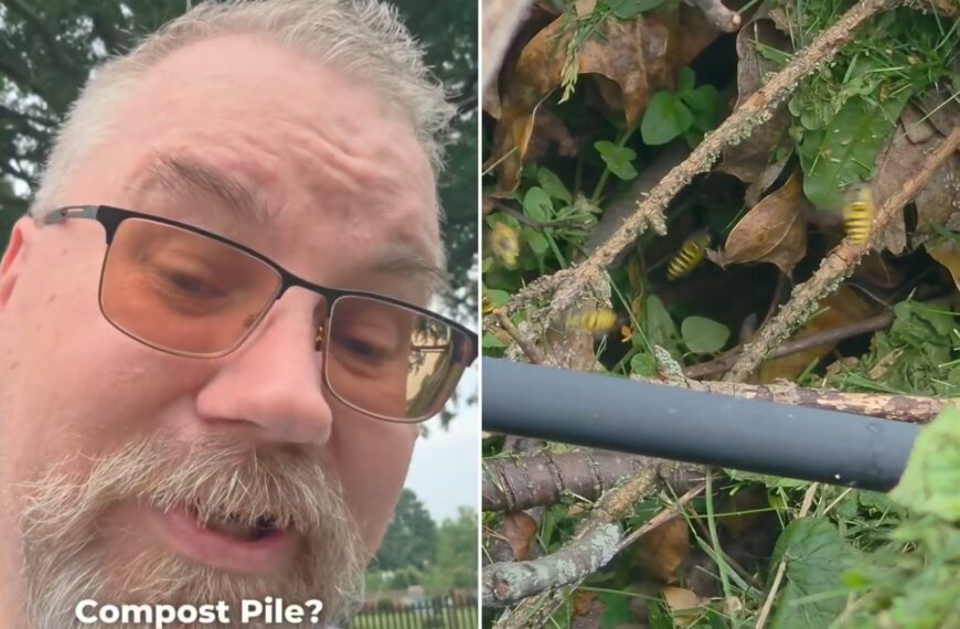 A homeowner reacting to a yellow jacket nest, next to the wasps crawling through the compost pile, from his own Instagram reel