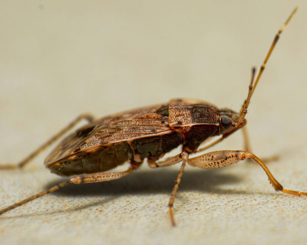 A close up of a bug on the ground