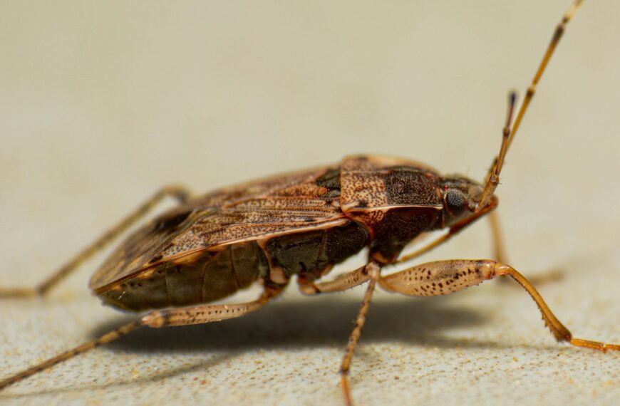 A close up of a bug on the ground