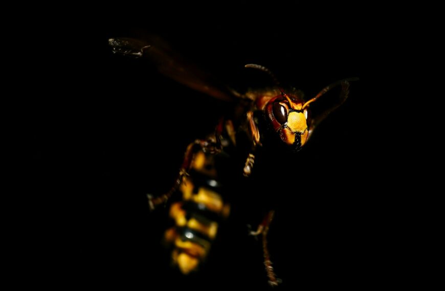 bee in mid air