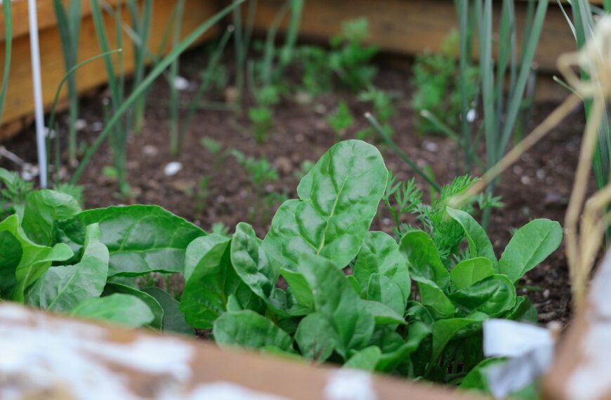 green plant on brown soil