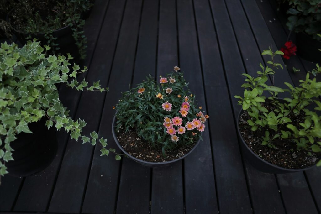Potted plants, including pink flowers, on a dark wooden deck