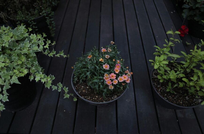 Potted plants, including pink flowers, on a dark wooden deck