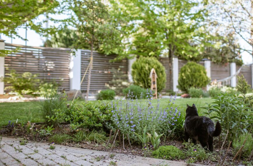 A black cat walks through a lush garden