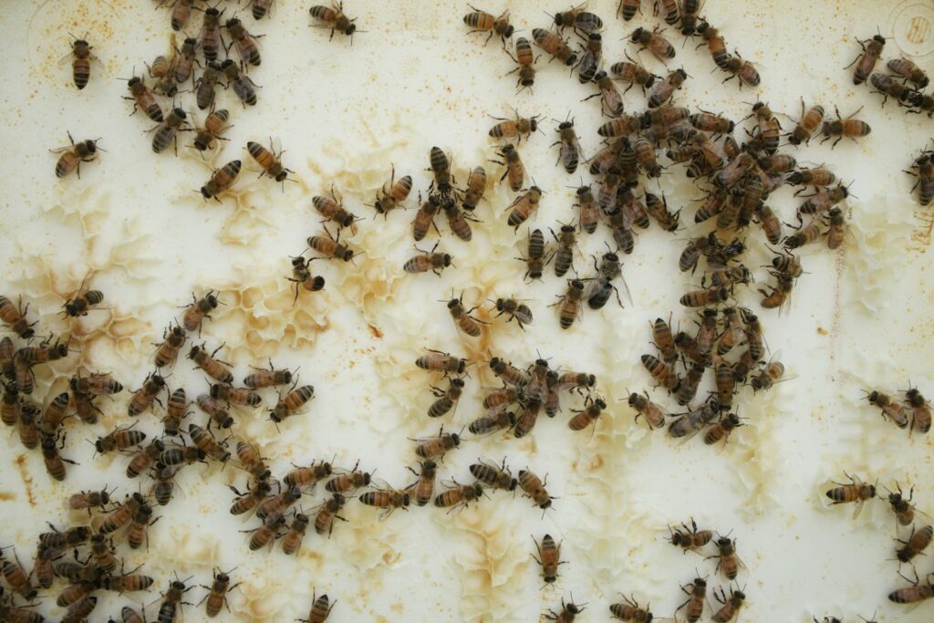 Numerous small insects cover a light surface with brown residue