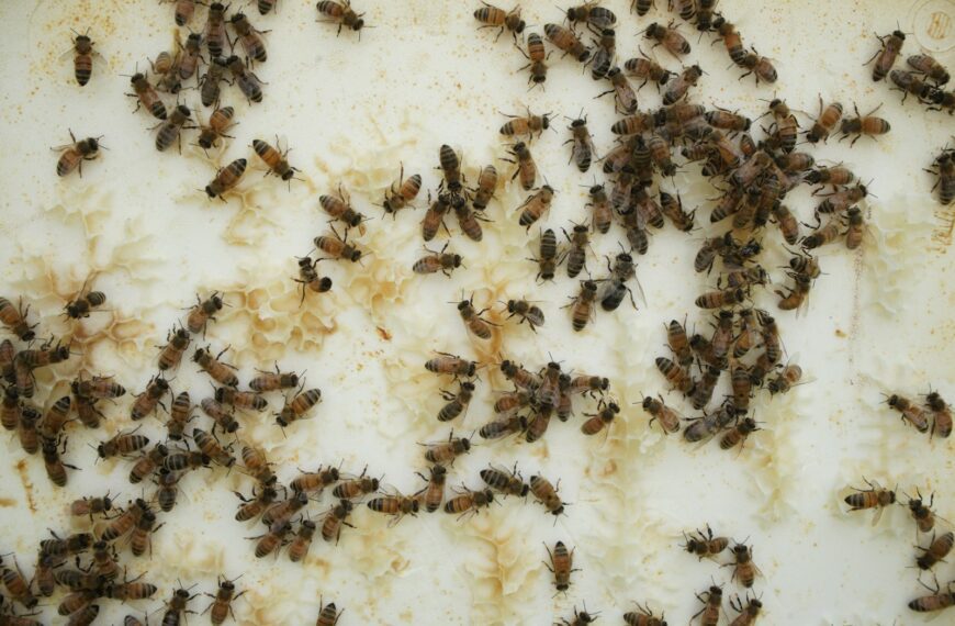 Numerous small insects cover a light surface with brown residue