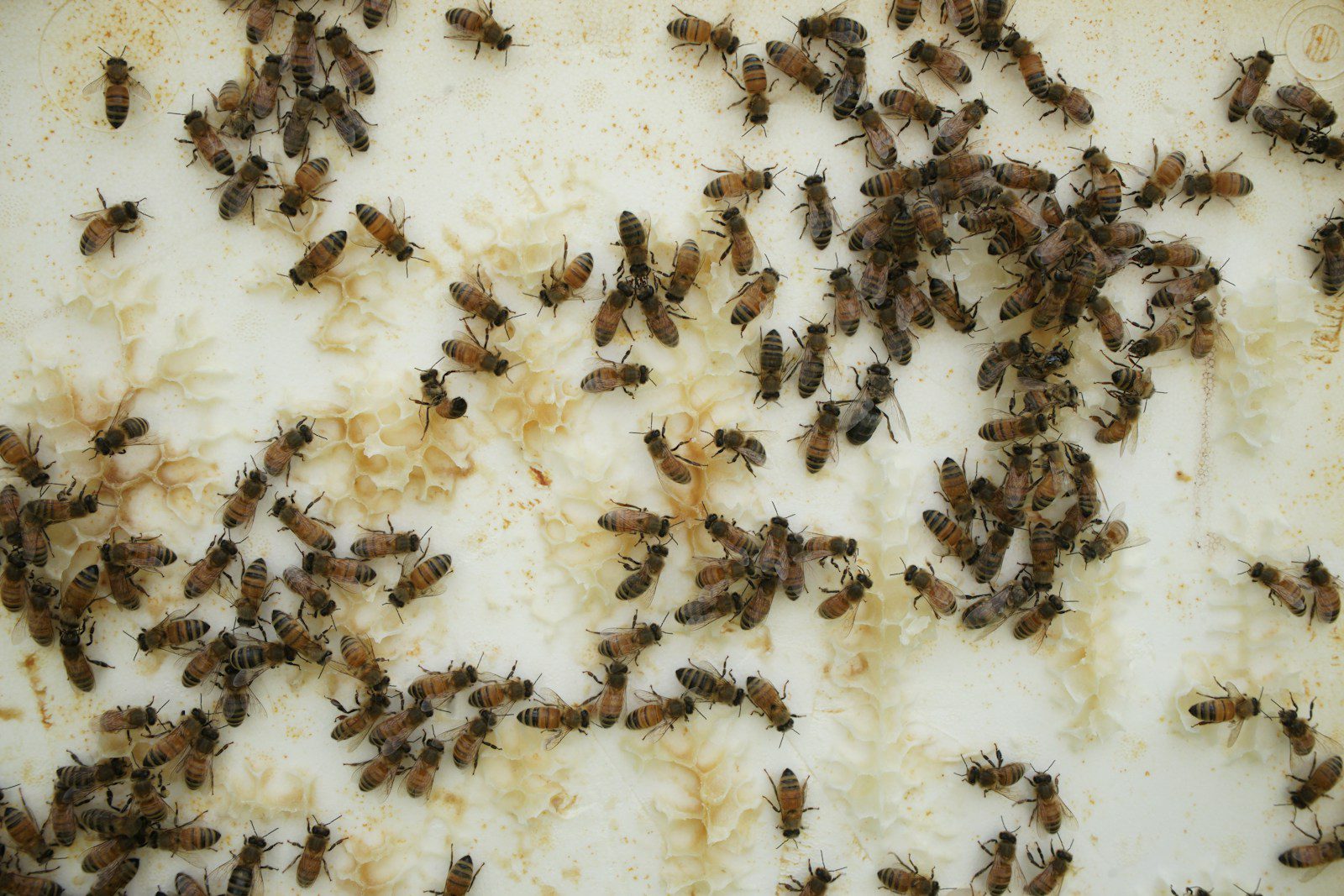 Numerous small insects cover a light surface with brown residue