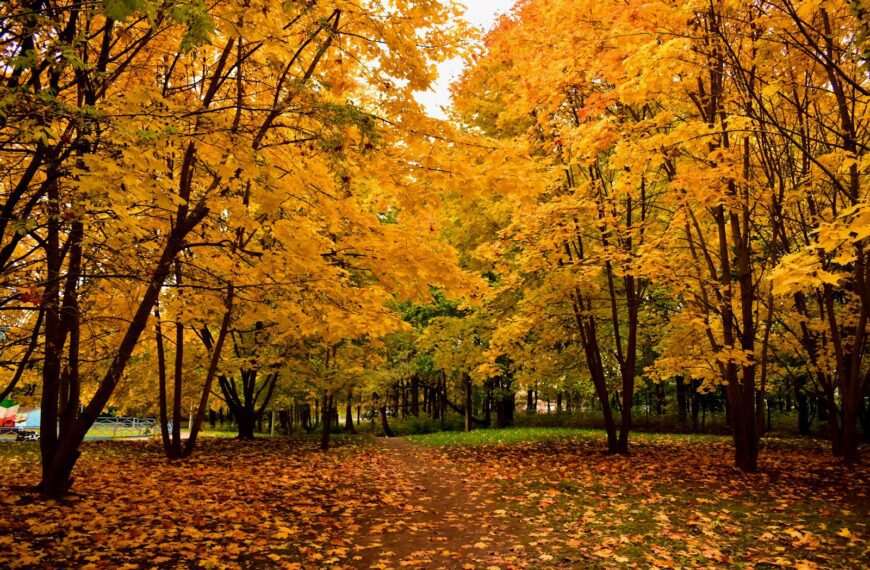 A path in a park with lots of leaves on the ground