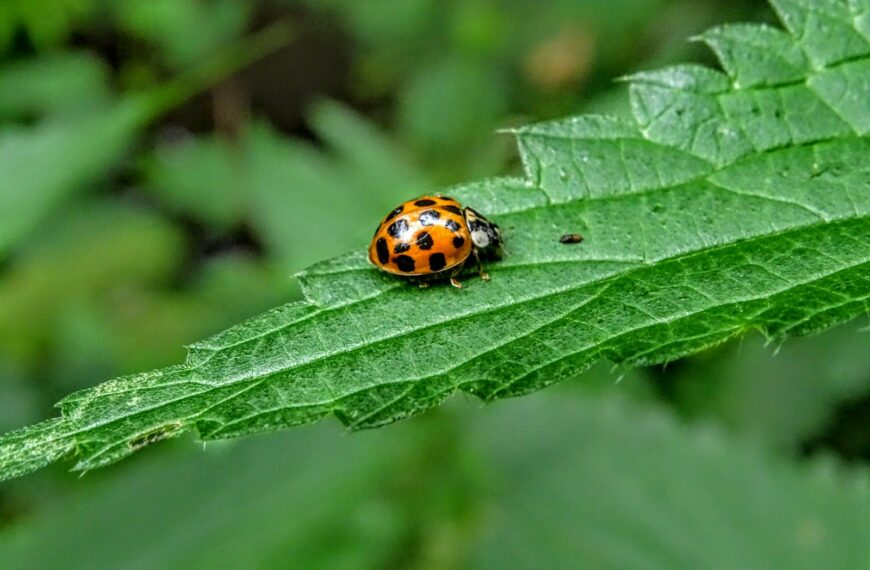orange and black bug on green leaf