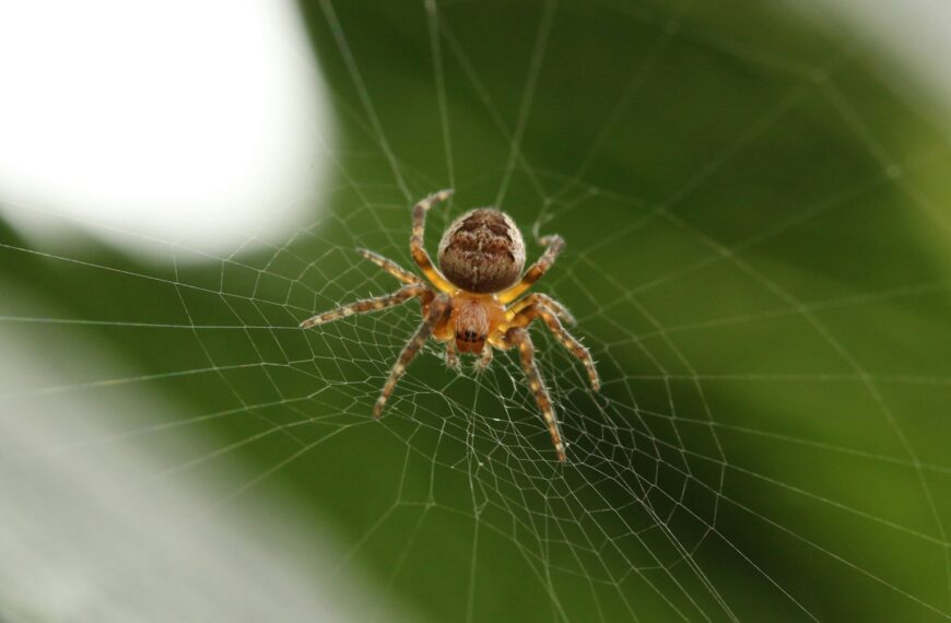 barn spider on cobweb closeup photography