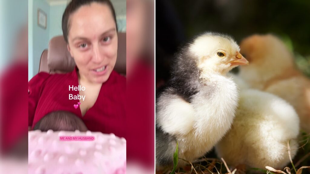 Left: cover still from a TikTok video by @lovina_zook. Right: fluffy baby chicks huddled together (Pexels photo by Erwin Bosman).