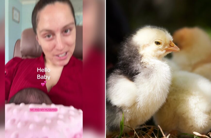 Left: cover still from a TikTok video by @lovina_zook. Right: fluffy baby chicks huddled together (Pexels photo by Erwin Bosman).