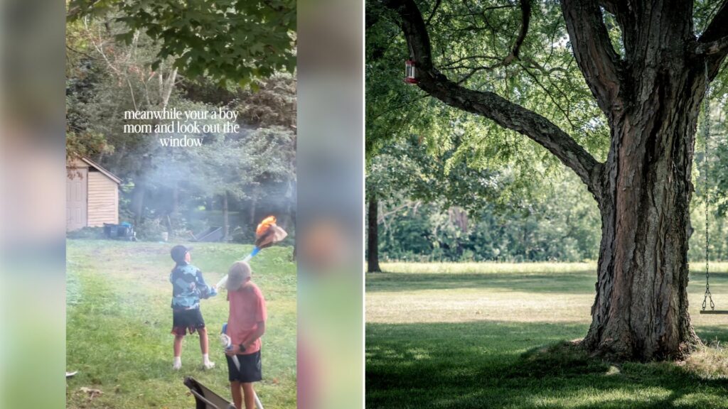 Left: cover still from an Instagram reel by @. Right: a large tree on a grassy lawn (Unsplash photo by Ryan Hafey).