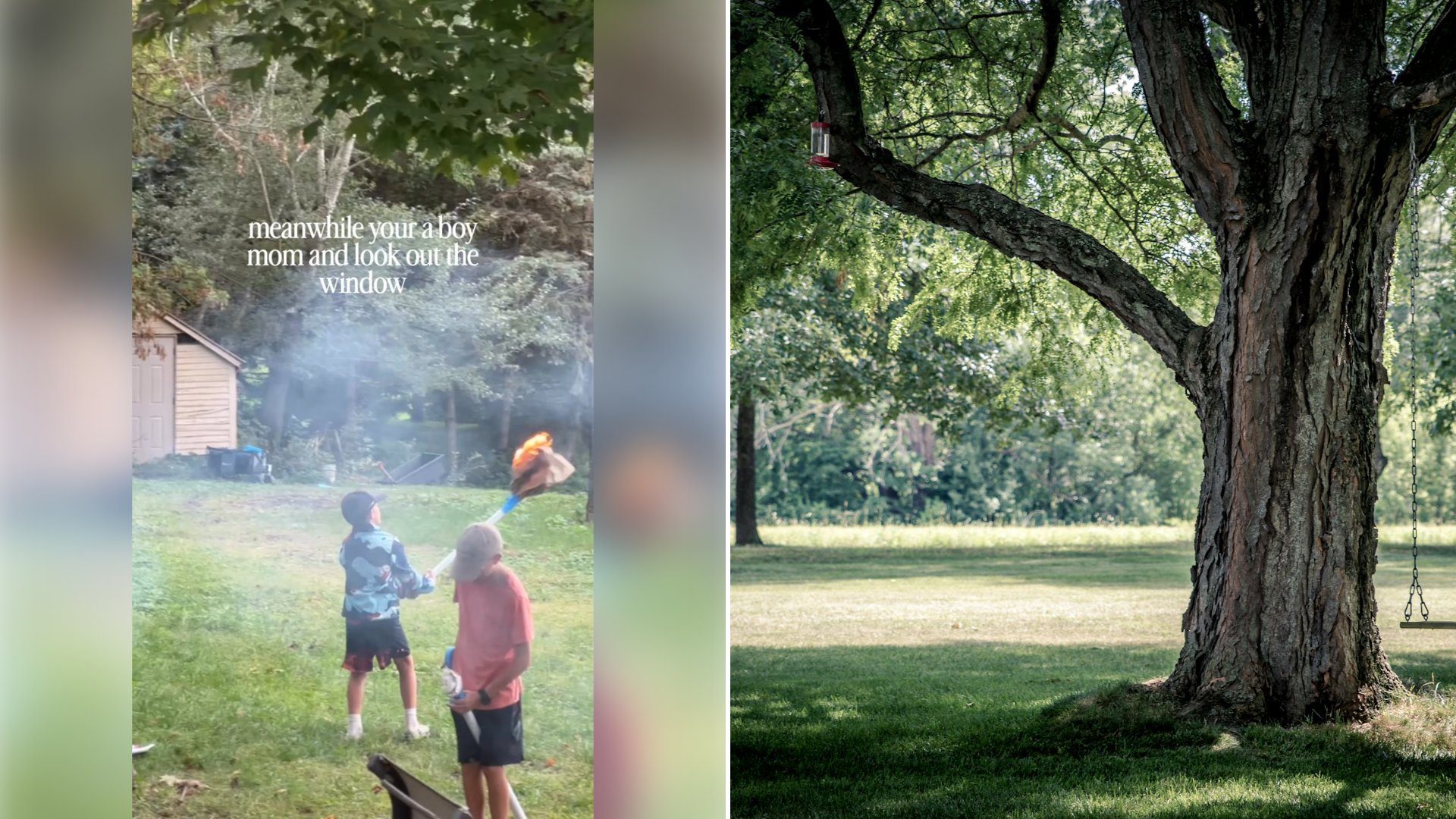 Left: cover still from an Instagram reel by @. Right: a large tree on a grassy lawn (Unsplash photo by Ryan Hafey).